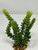 7" Gray-Green DONKEY Burro TAIL Sedum Succulent Aquarium or Dry Habitat soft plastic Plant, Stone Base, Lower Forty Farm, unique handmade realistic natural-looking artificial aquarium plant
