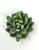 2.5" wide BLUE-GREEN SENECIO Succulent Aquarium or Dry Habitat soft plastic Plant, Stone Base, Lower Forty Farm, unique handmade realistic natural-looking artificial aquarium plant