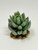 2.5" wide BLUE-GREEN SENECIO Succulent Aquarium or Dry Habitat soft plastic Plant, Stone Base, Lower Forty Farm, unique handmade realistic natural-looking artificial aquarium plant