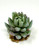 2.5" wide BLUE-GREEN SENECIO Succulent Aquarium or Dry Habitat soft plastic Plant, Stone Base, Lower Forty Farm, unique handmade realistic natural-looking artificial aquarium plant
