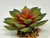 3.5" wide Green-Peach Orange ECHEVERIA Succulent Aquarium or Dry Habitat soft plastic Plant, Stone Base, Lower Forty Farm, unique handmade realistic natural-looking artificial aquarium plant