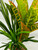 13" Green Spike Weed Grass, Dark Green DRACAENA & CROTON 807B combo plant, stone base, Realistic Artificial Aquarium plastic plant, Lower Forty Farm unique combination