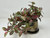 9" Small Artificial PINK FITTONIA NERVE faux Silk plant in Silver Metal 3.5" Pot, handmade original by filled artificial planter by Lower Forty Farm, OOAK unique gift, home office decor