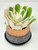 5" Artificial WHITE Echeveria Succulent #8, 3" Copper Planter, handmade original filled artificial planter by Lower Forty Farm, OOAK unique gift, home office decor