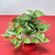 7" Small Artificial VARIEGATED POTHOS faux Silk plant potted in Cream-Gray Ceramic Pot, handmade original by Lower Forty Farm, OOAK unique gift, home office decor