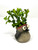 5" Potted Baby WOODPECKER Mini Blob House pot WITH faux PLANT as shown, handmade original by filled artificial planter by Lower Forty Farm, OOAK unique gift, home office decor