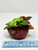 3" Potted BABY CARDINAL Ruddy Blobhouse Mini pot WITH faux PLANT as shown, handmade original filled artificial planter by Lower Forty Farm, OOAK unique gift, home office decor