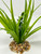 10" Light Green Vanilla SWORD Grass & Dark Green BOXWOOD combo plant 805B, stone base, Realistic Artificial Aquarium plastic plant, Lower Forty Farm unique combination