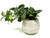 Small 6" Artificial GREEN FITTONIA NERVE faux Silk plant potted in Cream-Gray Ceramic Pot, handmade original by filled artificial planter by Lower Forty Farm, OOAK unique gift, home office decor