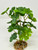 8" MED Irish Clover SHAMROCK BUSH soft plastic plant, stone base, Lower Forty Farm unique artificial aquarium plant