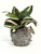 5" POTTED Coral Sushi BLOW FISH Blob House Mini pot WITH faux Jew plant as shown, handmade original by filled artificial planter by Lower Forty Farm, OOAK unique gift, home office decor