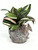5" POTTED Coral Sushi BLOW FISH Blob House Mini pot WITH faux Jew plant as shown, handmade original by filled artificial planter by Lower Forty Farm, OOAK unique gift, home office decor