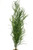30" XXL  5 stem curly sea grass willow plant