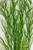 Close up view of sea grass willow plant Close up view of sea grass willow plant