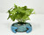 4.5" Potted Blue KRUSTY CRAB Blob House Mini pot WITH Soft silk Shamrock Clover plant as shown, handmade original by filled artificial planter by Lower Forty Farm, OOAK unique gift, home office decor