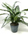 19" Large SILVER QUEEN AGLAONEMA artificial silk Sword plant, 5.5" Blue Ceramic Planter Pot, handmade original by filled artificial planter by Lower Forty Farm, OOAK unique gift, home office decor