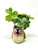 4.5" Potted BABY HUMMINGBIRD Blob House Mini pot WITH faux Shamrock plant, handmade original by filled artificial planter by Lower Forty Farm, OOAK unique gift, home office decor