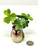 4.5" Potted BABY HUMMINGBIRD Blob House Mini pot WITH faux Shamrock plant, handmade original by filled artificial planter by Lower Forty Farm, OOAK unique gift, home office decor