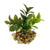 3" Mini BROWN-Green BOXWOOD Plastic Plant, Stone Base, Lower Forty Farm, unique handmade realistic natural-looking artificial aquarium plant 3" Mini BROWN-Green BOXWOOD Plastic Plant, Stone Base, Lower Forty Farm, unique handmade realistic natural-looking artificial aquarium plant
