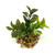 3" Mini BROWN-Green BOXWOOD Plastic Plant, Stone Base, Lower Forty Farm, unique handmade realistic natural-looking artificial aquarium plant 3" Mini BROWN-Green BOXWOOD Plastic Plant, Stone Base, Lower Forty Farm, unique handmade realistic natural-looking artificial aquarium plant