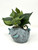 5" Potted BUBBLES Blue FISH Blob House Mini pot with silk Green Pothos as shown, handmade original by filled artificial planter by Lower Forty Farm, OOAK unique gift, home office decor