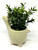 Mini 6" Artificial Boxwood plastic plant potted in Ceramic DEER Giraffe Pot, handmade original by Lower Forty Farm, OOAK unique gift, home office decor