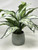 18" Large SILVER QUEEN AGLAONEMA artificial silk Sword plant, 5" Cream-green Ceramic Planter Pot, handmade original by filled artificial planter by Lower Forty Farm, OOAK unique gift, home office decor