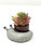 2.5" Potted Baby SLEEPING DOG Blob House Mini pot WITH faux Red-Green Succulent as shown, handmade original filled artificial planter by Lower Forty Farm, unique gift, home office decor