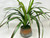 20" Lg Artificial Green-Red YUCCA SWORD Fern faux Silk plant in Copper Pot, handmade original by Lower Forty Farm, unique gift, home office decor