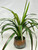 20" Lg Artificial Green-Red YUCCA SWORD Fern faux Silk plant in Copper Pot, handmade original by Lower Forty Farm, unique gift, home office decor