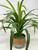 20" Lg Artificial Green-Red YUCCA SWORD Fern faux Silk plant in Copper Pot, handmade original by Lower Forty Farm, unique gift, home office decor