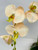 close up view of peach orchid blossoms