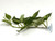 7 inch variegated pothos suction cup plant