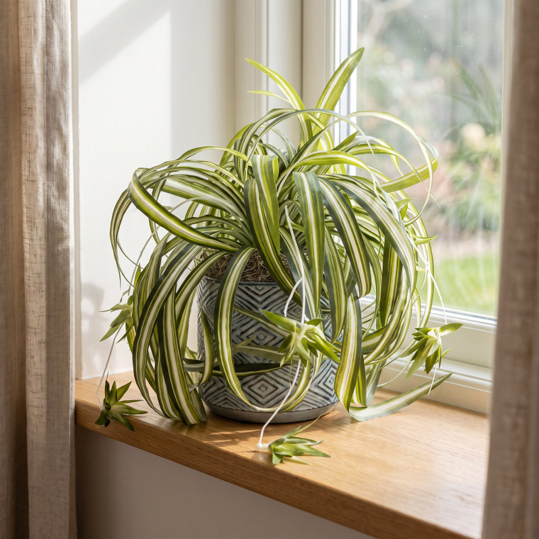 15" Spider plant in Blue-Brown Rhombus Ceramic Pot, handmade original by Lower Forty Farm, unique gift, home office decor