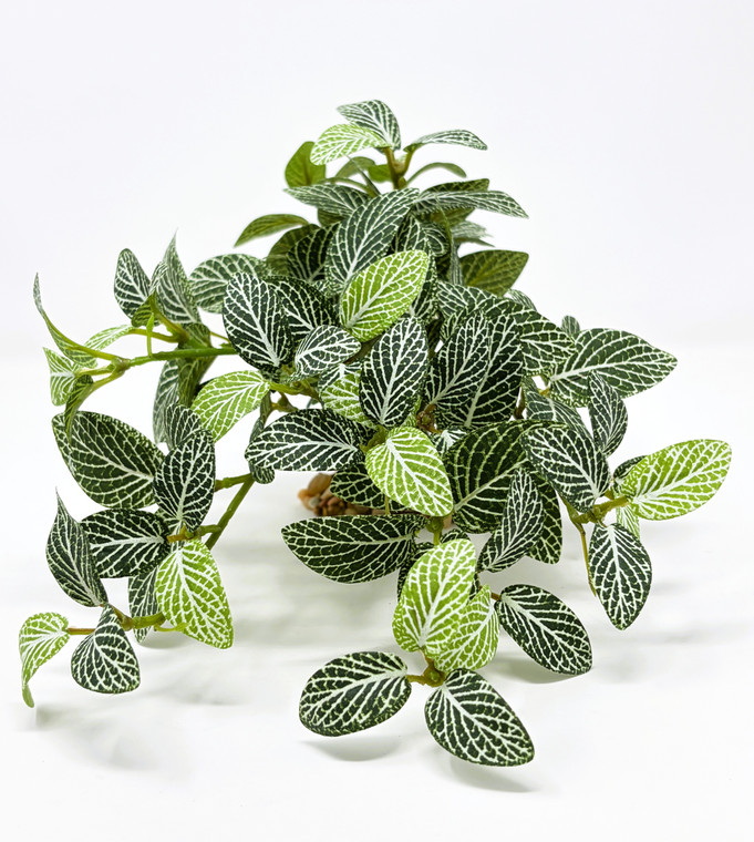 11" Long LARGE Dark Green Fittonia NERVE Silk Bush Aquarium plant, STONE base, Goldfish & Betta-safe plant, Lower Forty Farm artificial aquarium plant