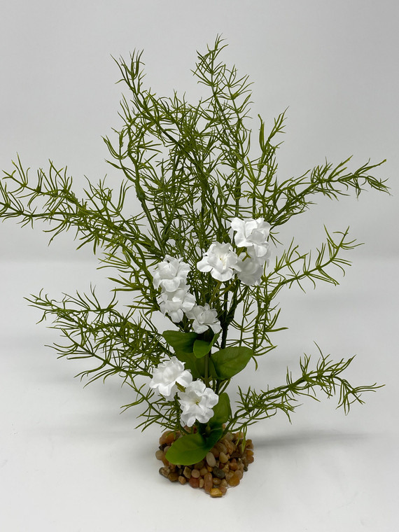 OLIVE SPRENGERI plant with White Flower