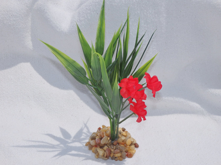 Mini Bamboo plant with Red flower