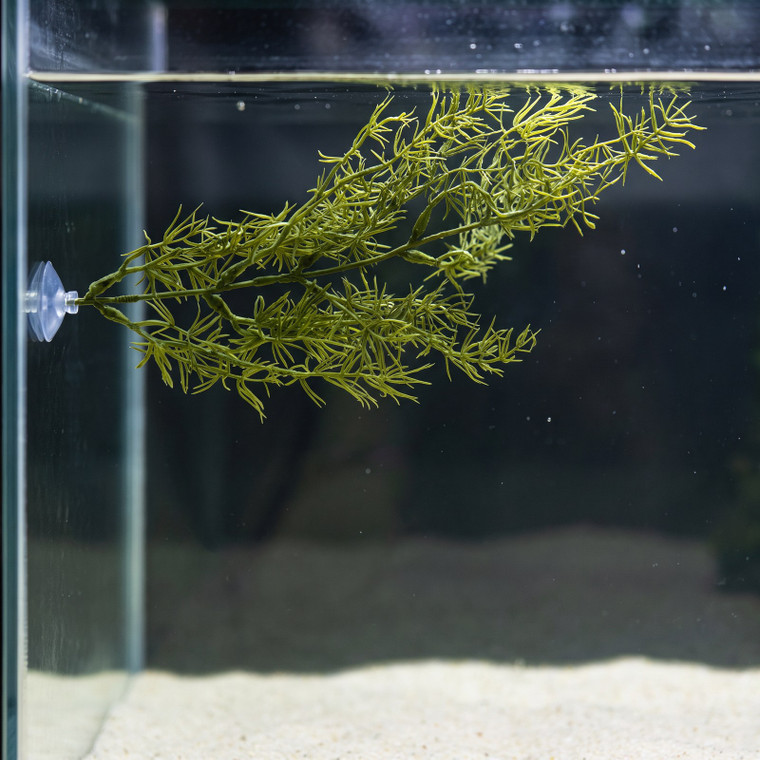 12" Floating Olive Sprengeri Betta Hammock soft plastic Betta safe Plant, SUCTION CUP base, Lower Forty Farm artificial 
