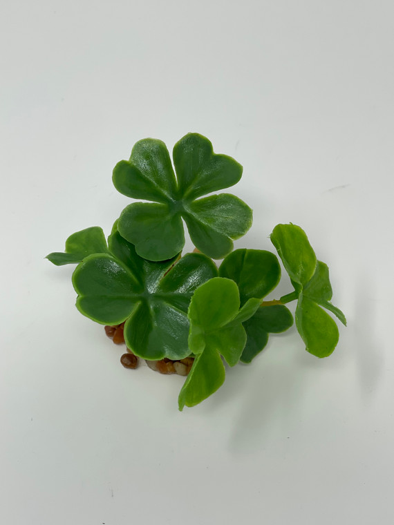 6 clover shamrock plant tops