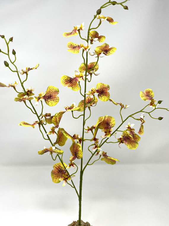 Large Gold Orchid