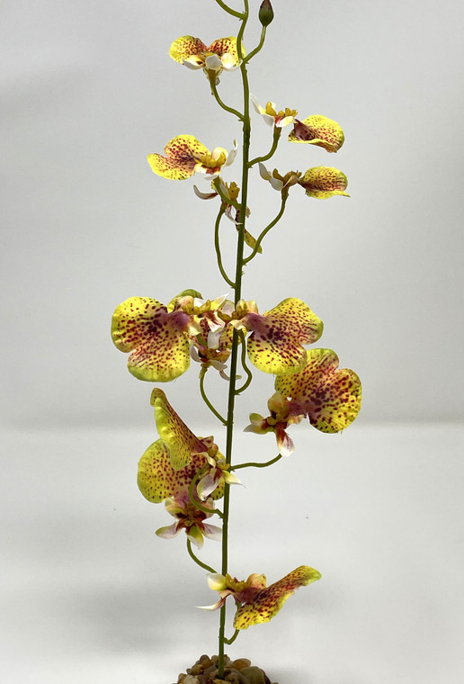 Small Yellow Orchid