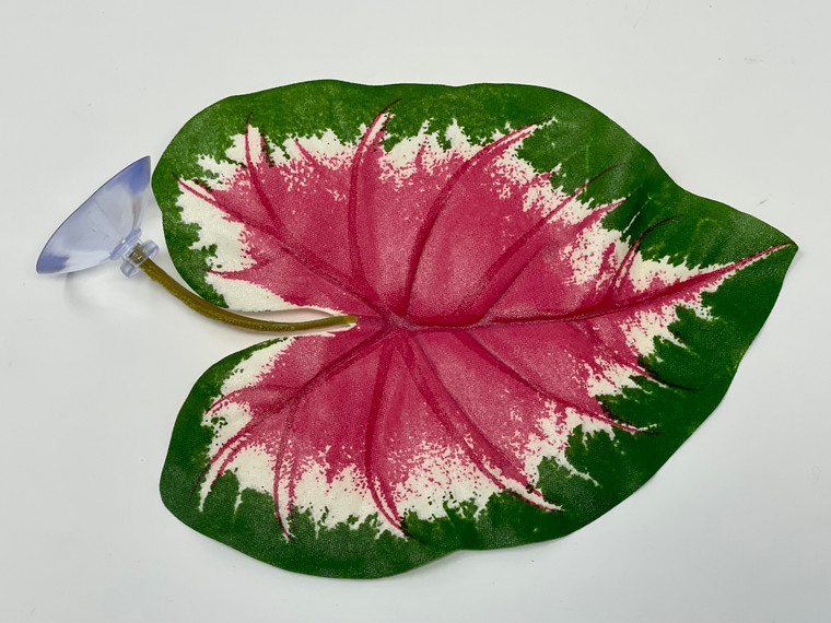 Large 5" Soft Betta Hammock!! 1-leaf Pink & Green Caladium Silk Plant w/ SUCTION CUP