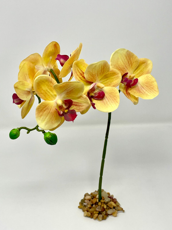 10" tall Orchid with bent stem