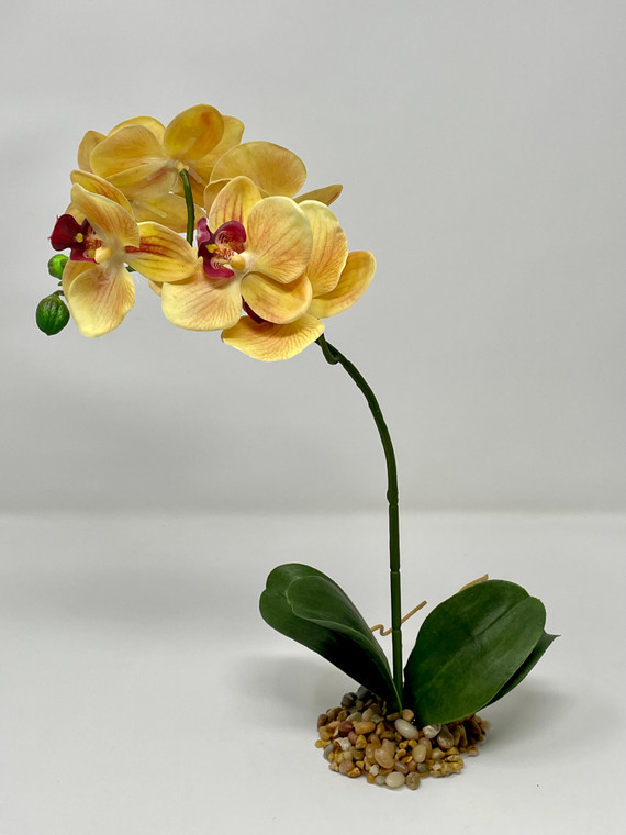 10" tall Orchid with leaves bent stem