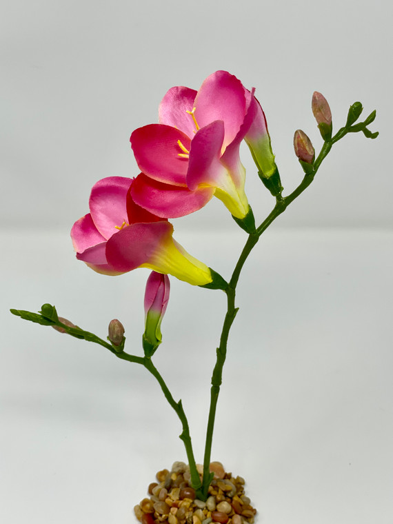 Pink Freesia