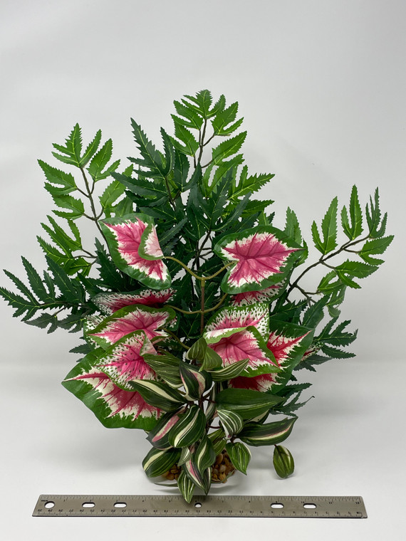 15" LARGE Aralia, Pink Caladium & Jew-Inch combo plant arrangement 810, stone base