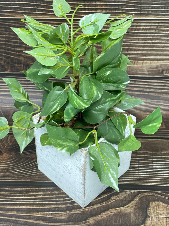 9" SM Potted faux Green/White Pothos Vine Silk plant in White wood box - Home Decor