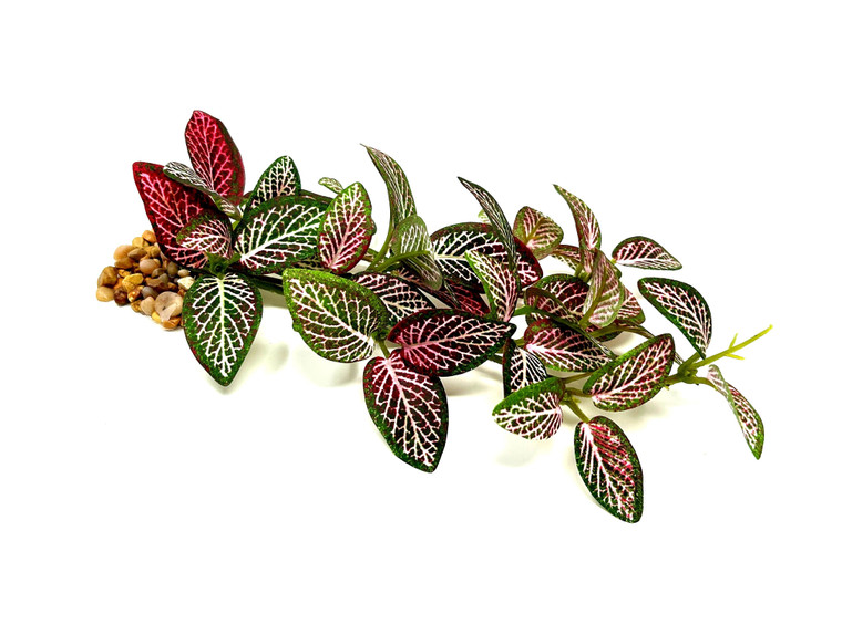 9" long, low pink nerve plant