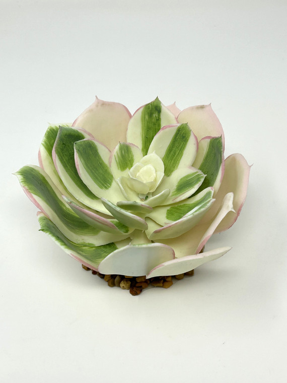 5" wide WHITE-green-pink ECHEVERIA Succulent Aquarium Reptile Plant, Stone Base