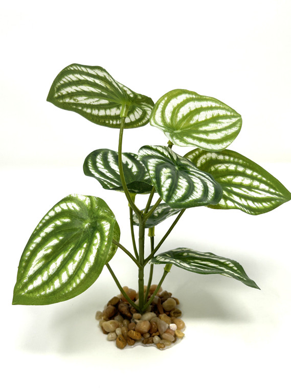 6" Small WATERMELON PEPEROMIA soft silk Aquarium Plant, Stone Base